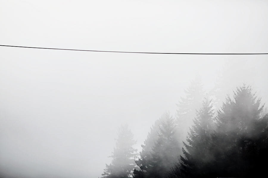 Tree Photograph - Fog by Rebecca Cozart