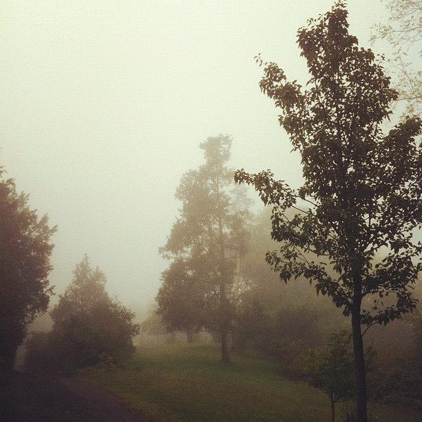 Nature Photograph - Fog Reminds Me Of My Childhood by Alissa Baptista
