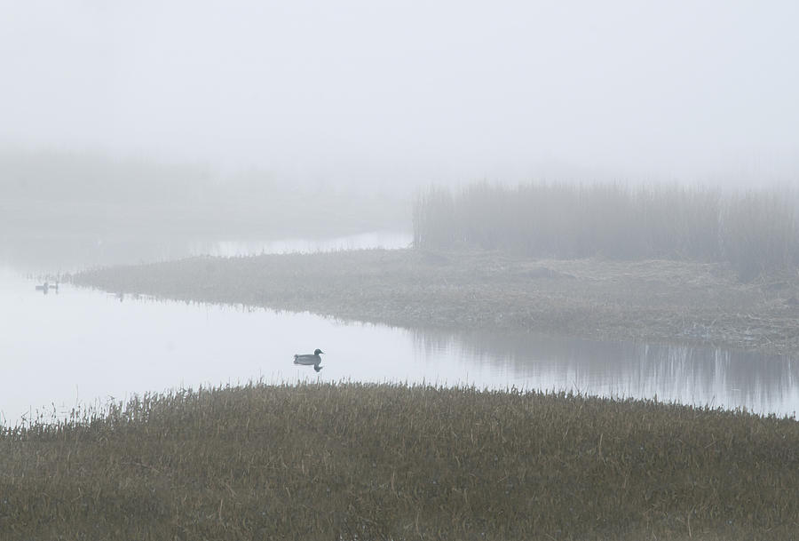 Fog with Ducks Photograph by Rick Mosher