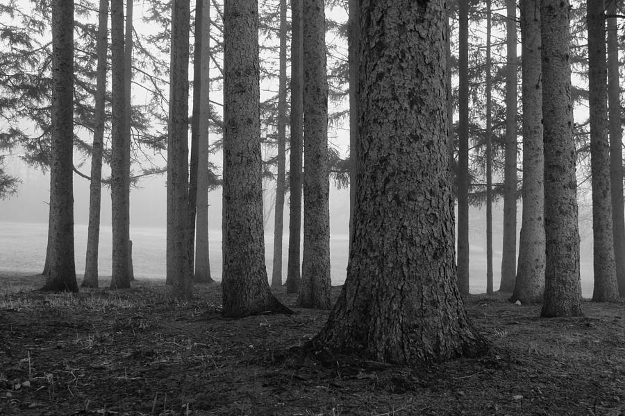Fog Within the Pines  BW Photograph by Rachel Cohen