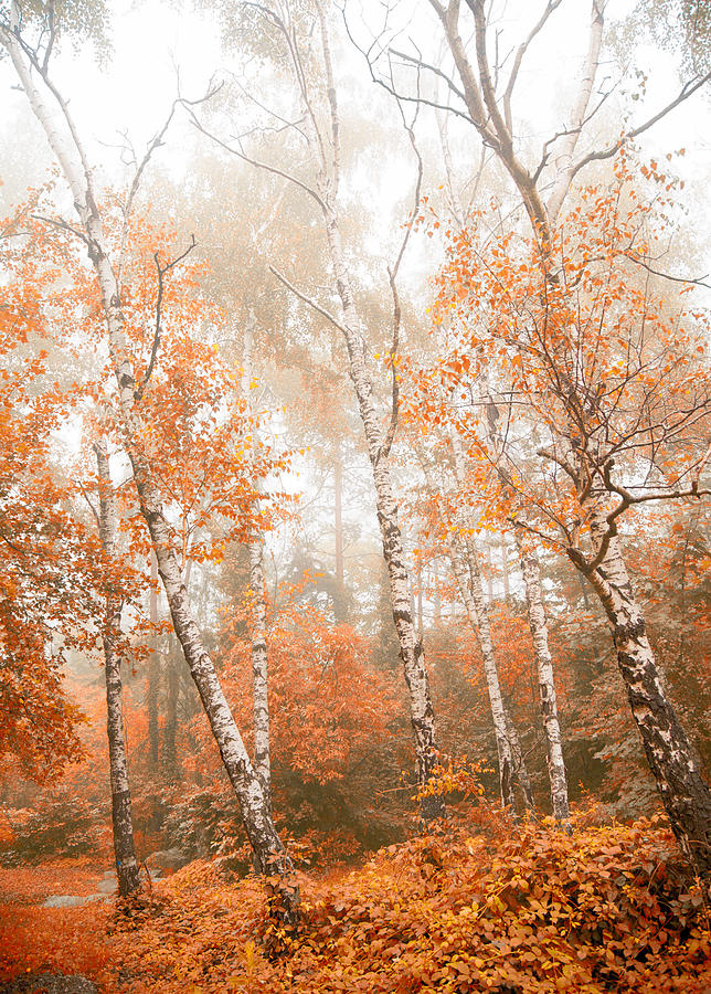 Fall Photograph - Foggy autumn aspens by Eti Reid