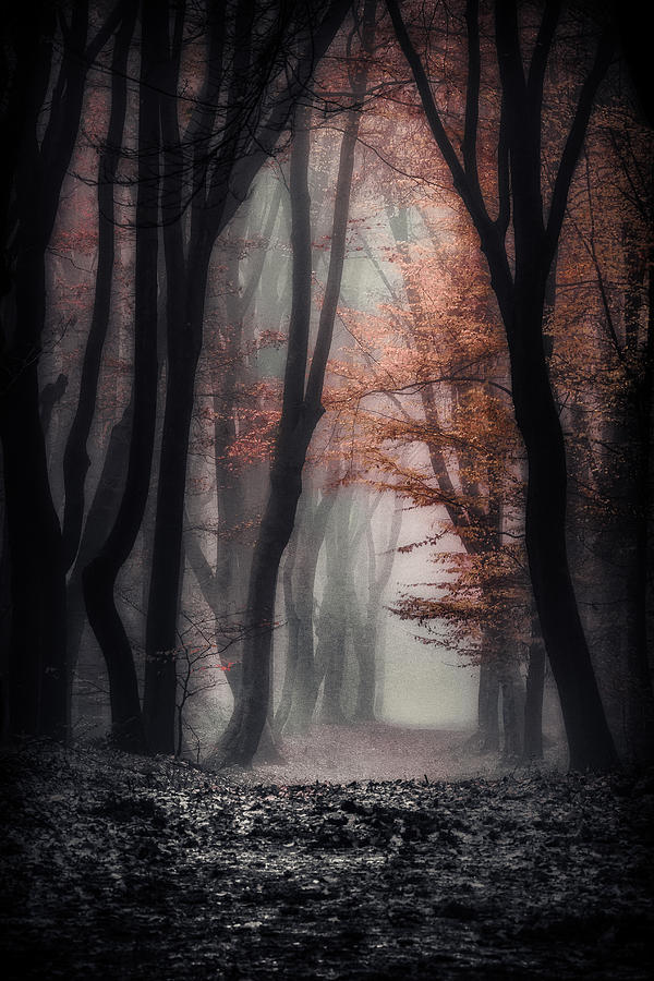 Forest Photograph - Foggy Autumn by Joost Lagerweij Forest Photograph - Foggy Autumn by Joost Lagerweij
