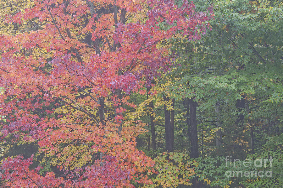 Foggy Autumn Woods Photograph by Alan L Graham