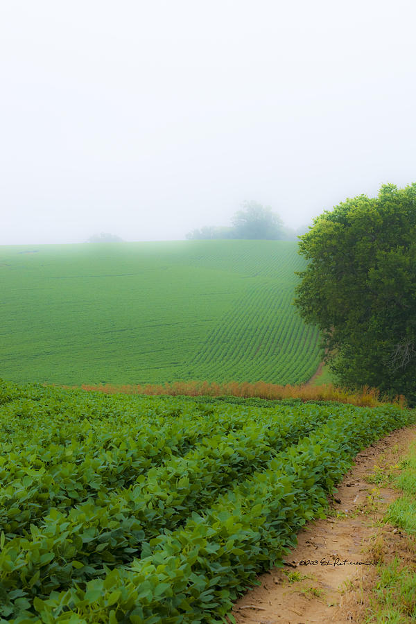 Foggy Bean Field Photograph by Ed Peterson