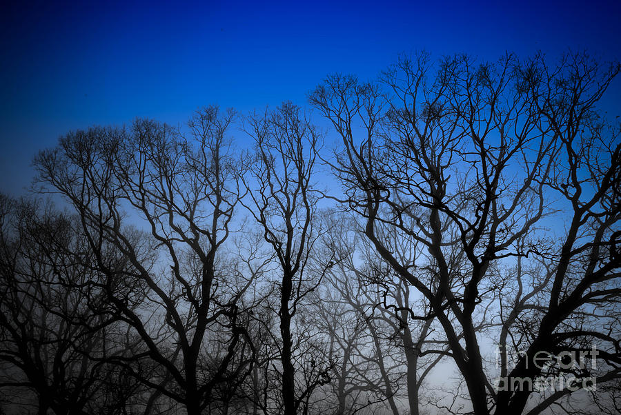 Abstract Photograph - Foggy Blue Morning by Amy Cicconi