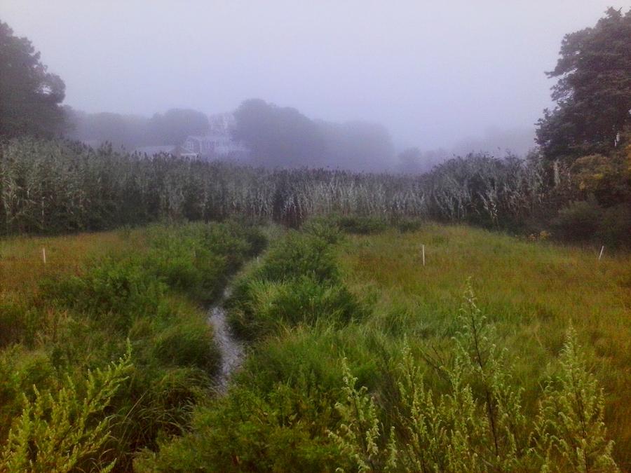 Foggy Boggy Marsh Photograph by Feathergwyn Twomey | Fine Art America