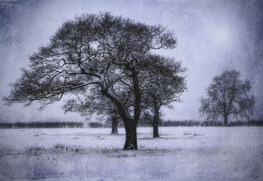 Foggy Christmas Eve Photograph by Ian Mitchell