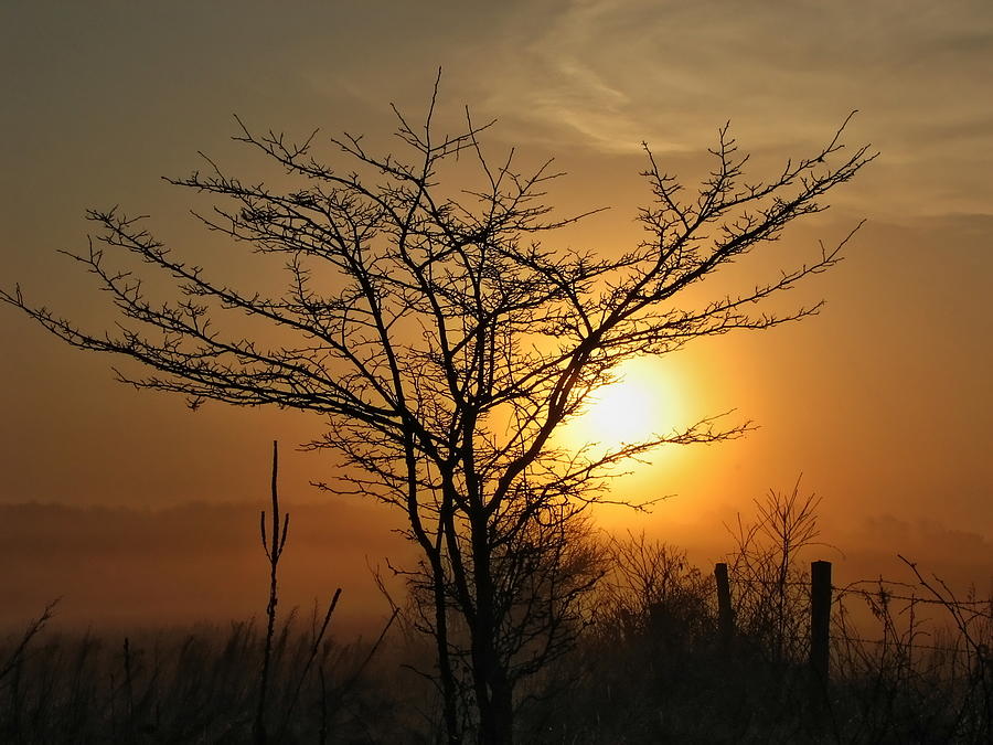 Foggy Crabapple Tree Photograph by Dale Kauzlaric