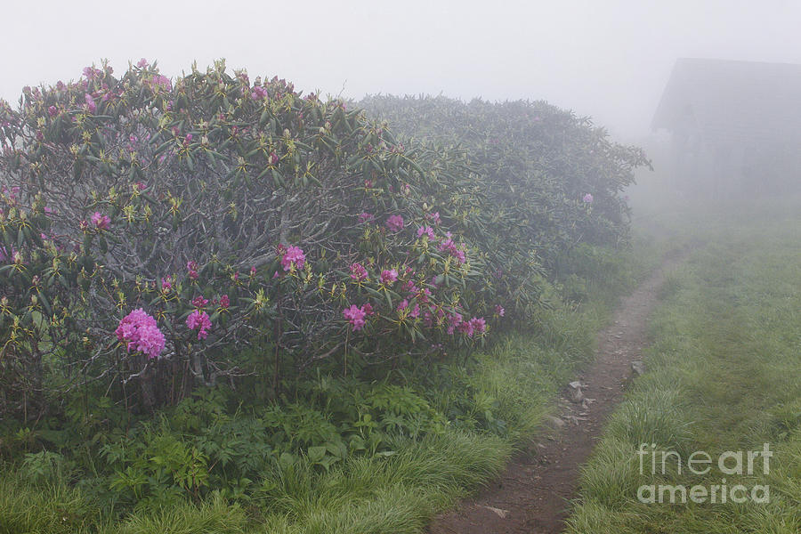 Foggy Craggy Gardens  Photograph by Jonathan Welch