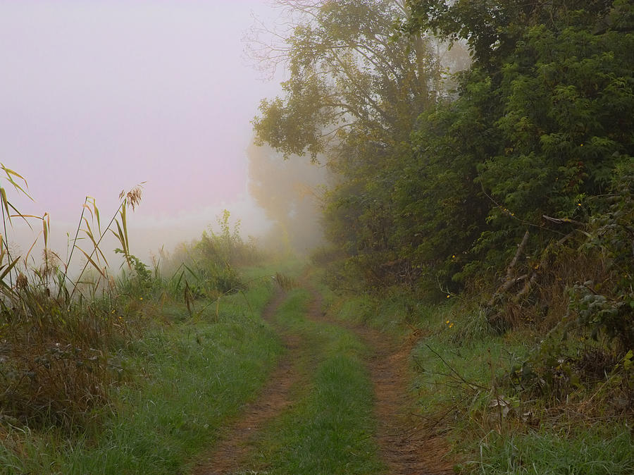 Tree Photograph - Foggy creek - Pathway along the Enkoping creek a foggy day by Leif Sohlman