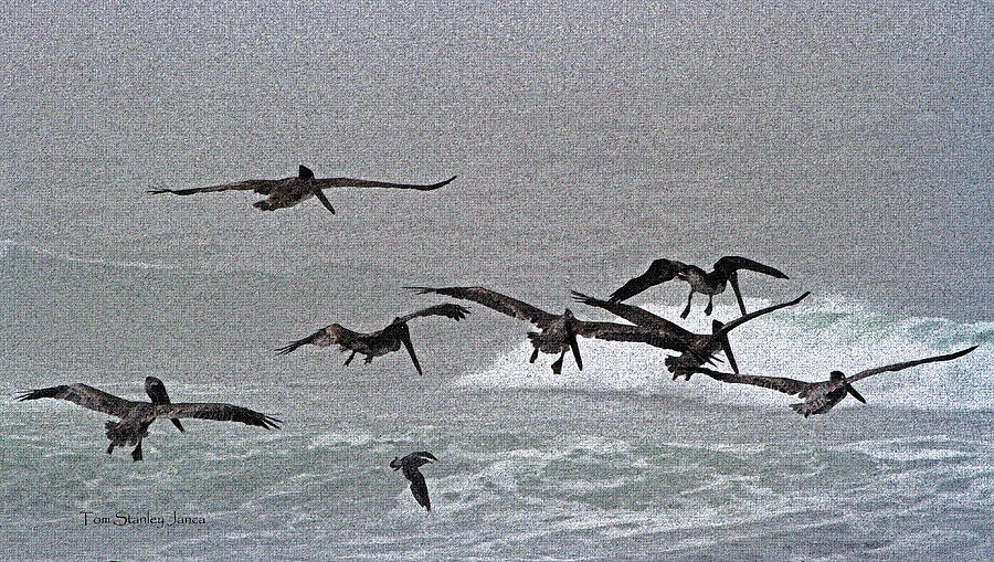 Foggy Day Fishing For The Pelicans Photograph by Tom Janca