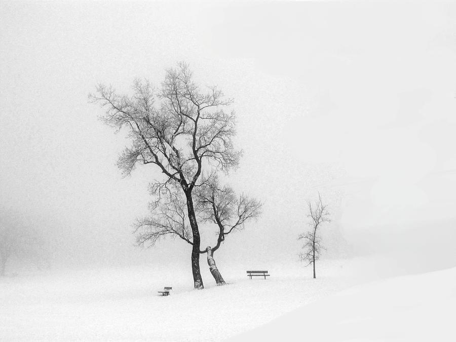 Winter Photograph - Foggy Day in the Park by Elaine Weiss
