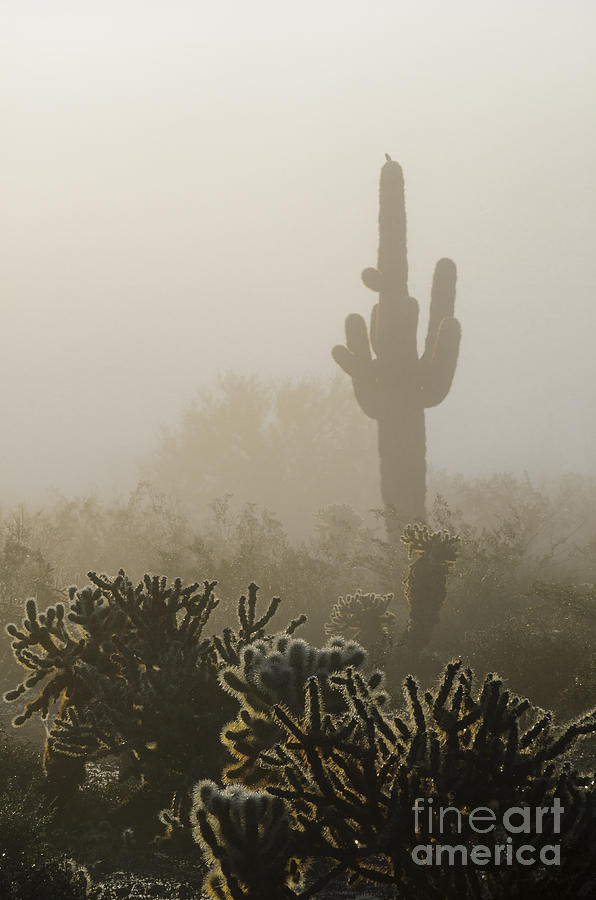 Foggy Desert Photograph by Tamara Becker