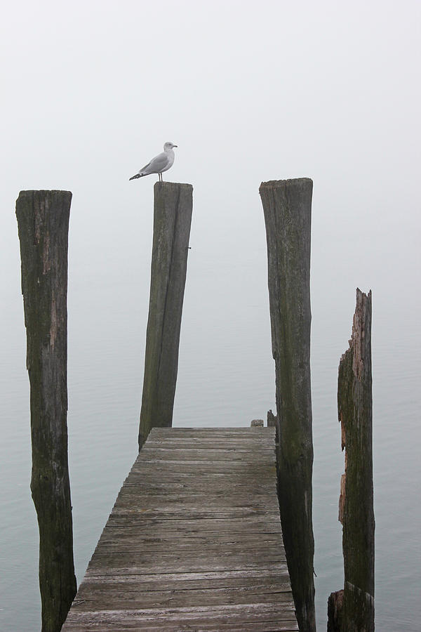 Foggy Dock W Gul 3 Photograph by Mary Bedy