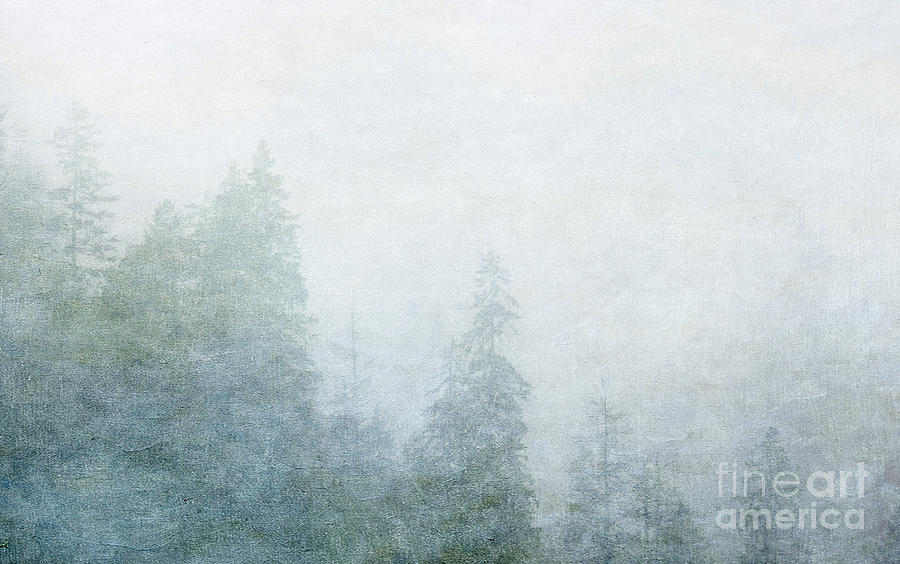 Foggy Evergreens Photograph