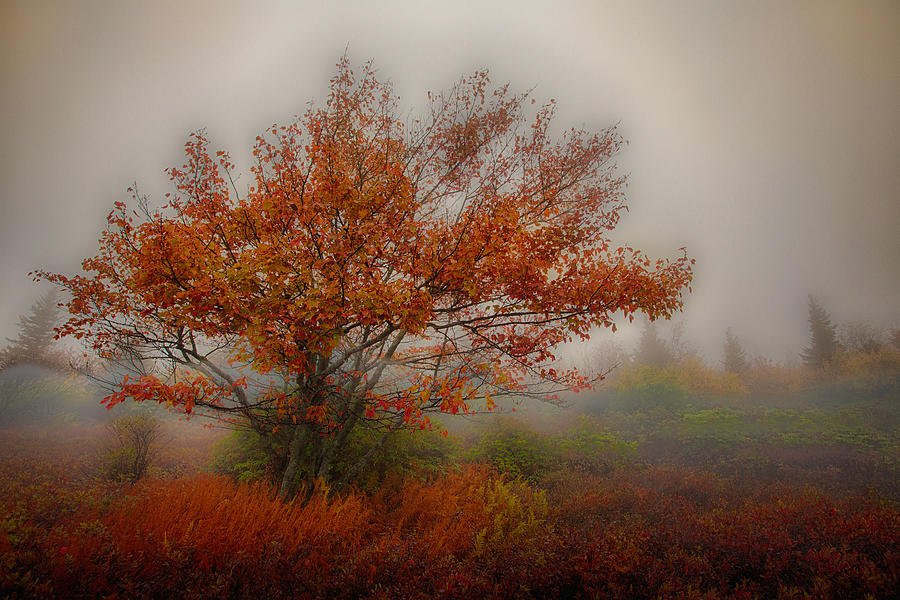 Foggy Fall at Dolly Sods West Virginia Painting by Dan Carmichael
