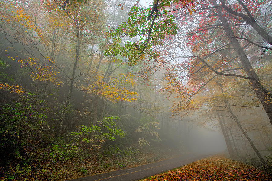 Foggy Fall Foliage I Photograph by Dan Carmichael