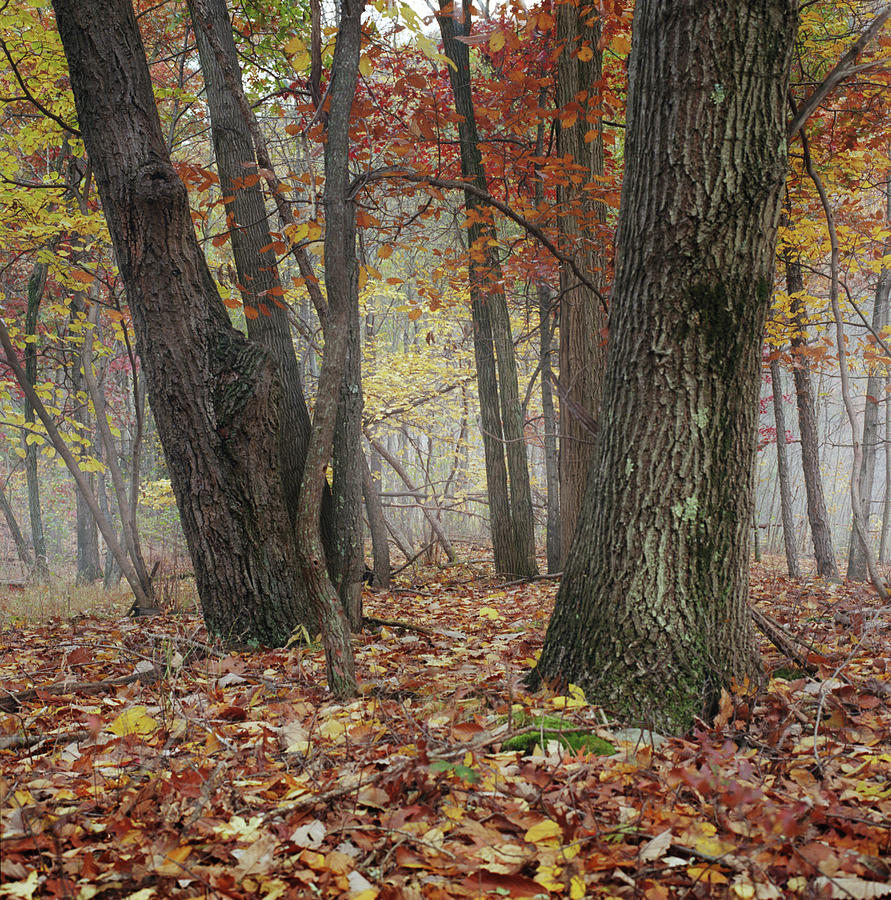 Foggy Fall Forest Photograph by Owen Luther Foggy Fall Forest Photograph by Owen Luther