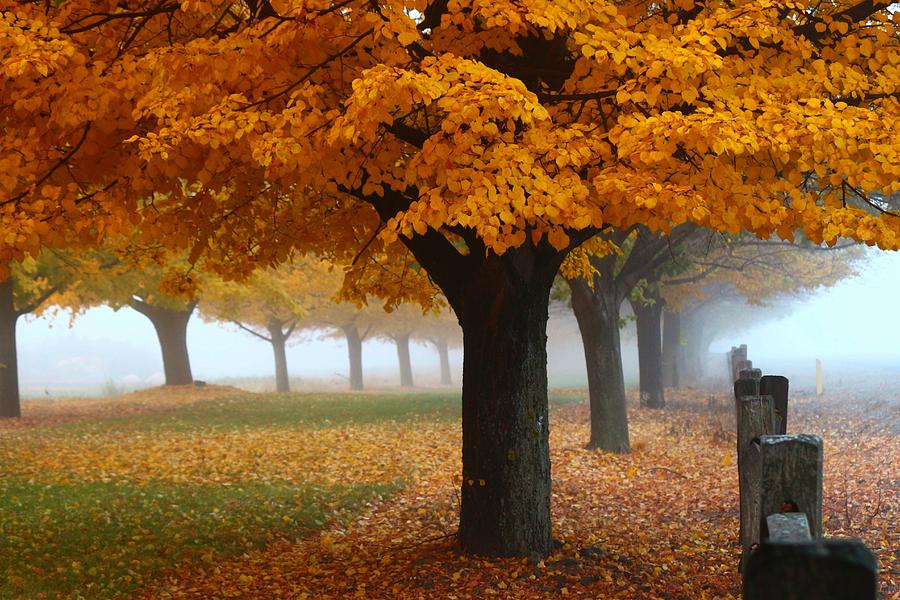 Fall Photograph - Foggy Fall Morning by Lynn Hopwood