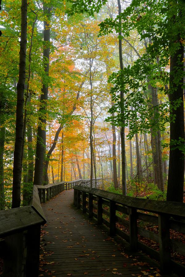 Foggy Fall Path Photograph by Brian Wilson - Fine Art America