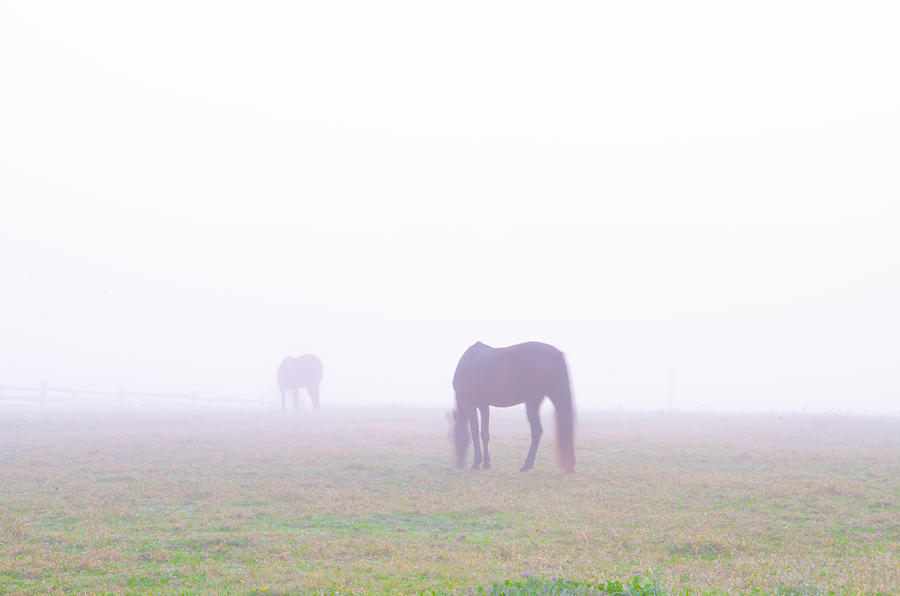 Foggy Farm Photograph by Bill Cannon