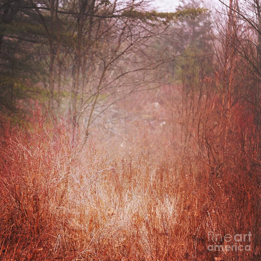 Fall Photograph - Foggy Field by HD Connelly