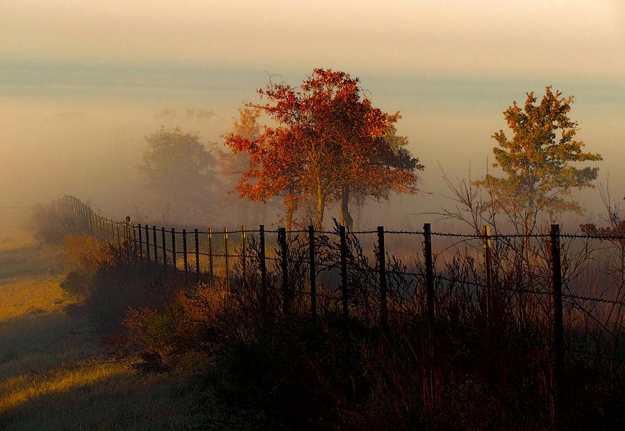 Tree Photograph - Foggy Field in the Morning by Shannon Story