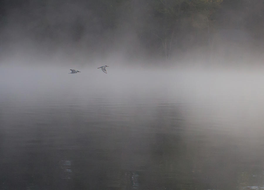 Foggy flight Photograph by Vance Bell