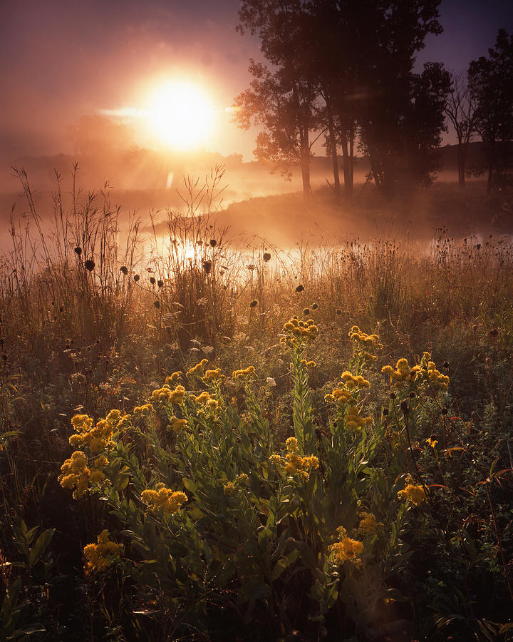 Foggy Flowers Photograph by Ray Mathis