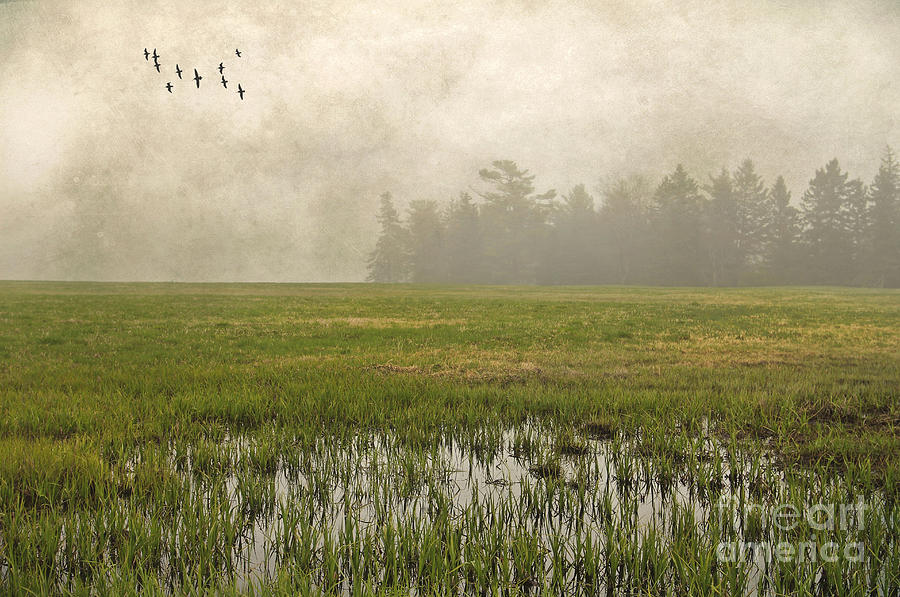 Foggy Flying Photograph by Karin Pinkham