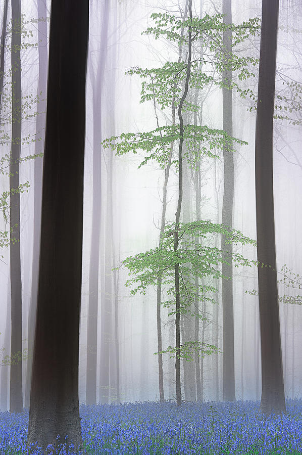 Summer Photograph - Foggy Forest .... by Piet Haaksma