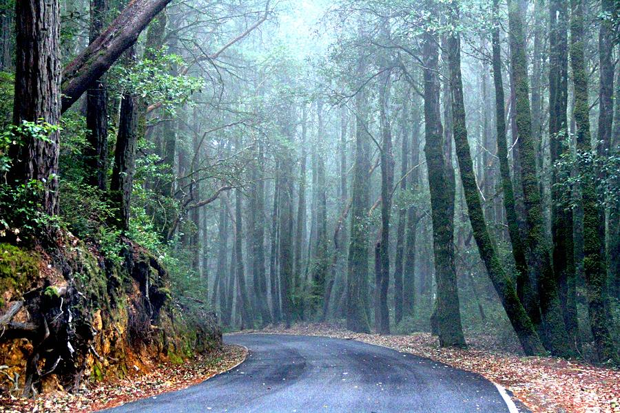 Forest Road Photograph by Daniel Overton - Fine Art America