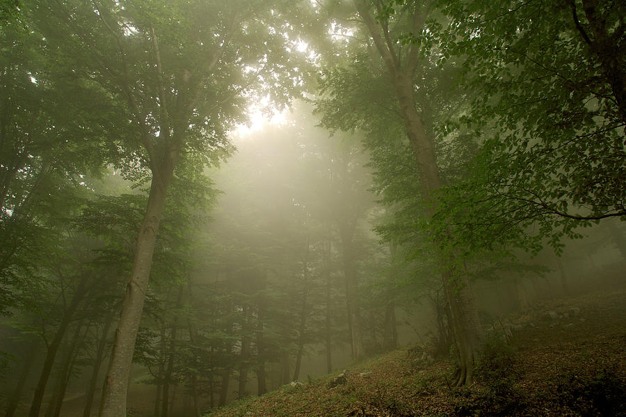 Foggy Forest Photograph by Tanukiphoto