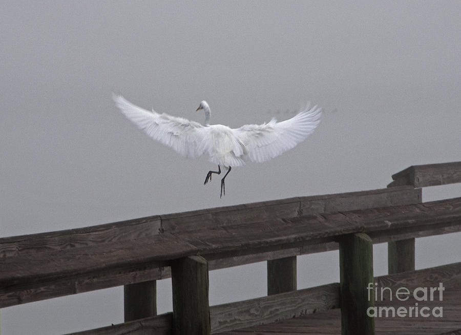 Egret Photograph - Foggy Great White Egret by Roy Thoman