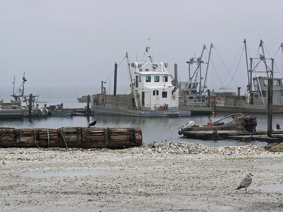 Shell Photograph - Foggy Harbor by Pamela Patch