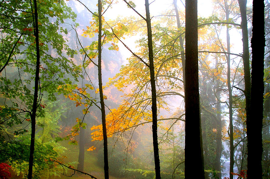 Landscape Photograph - Foggy in the Trees by Debra Orlean