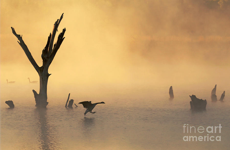 Tree Photograph - Foggy Landing by Elizabeth Winter