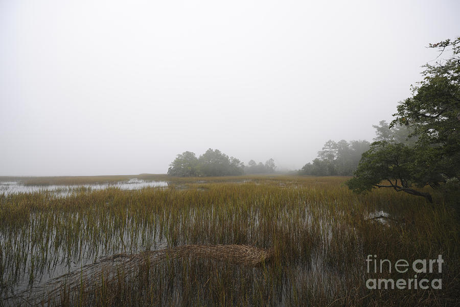 Tree Photograph - Foggy Marsh by Dale Powell