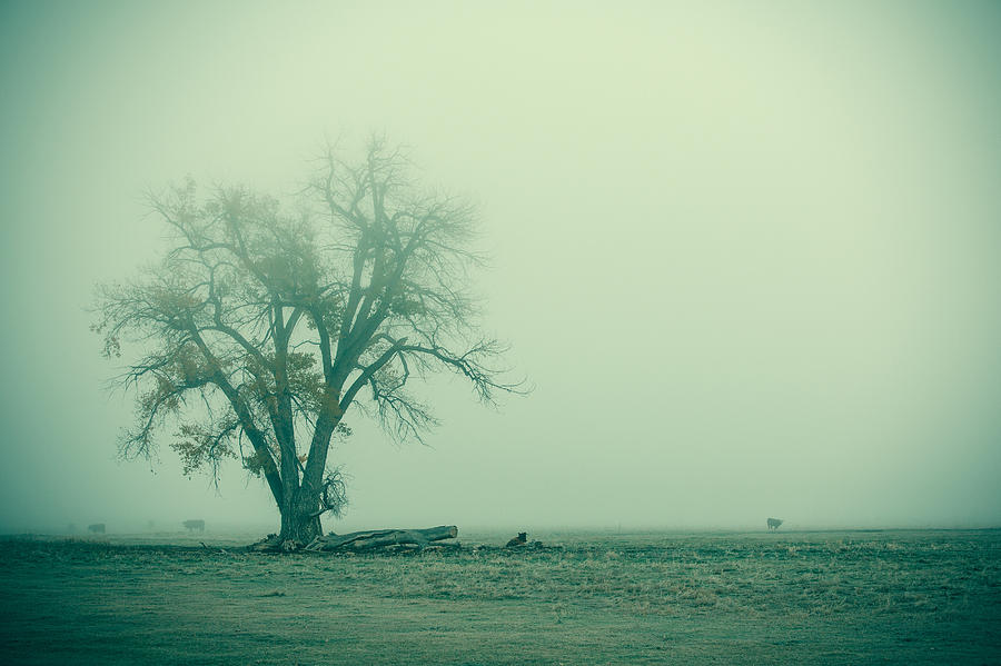 Foggy Morn Photograph by Todd Klassy