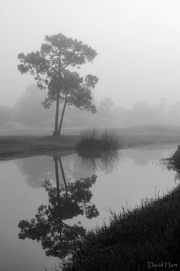 Foggy Morning 2 Photograph by David Hart