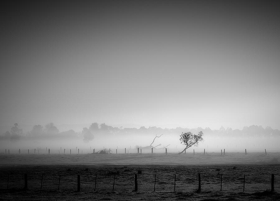 Foggy morning 4 Photograph by Mihai Florea