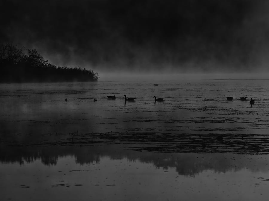 Geese Photograph - Foggy Morning At The Lake by Thomas Young