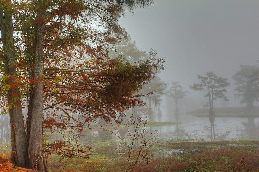 Foggy Morning At The Swamp Photograph by Ester McGuire