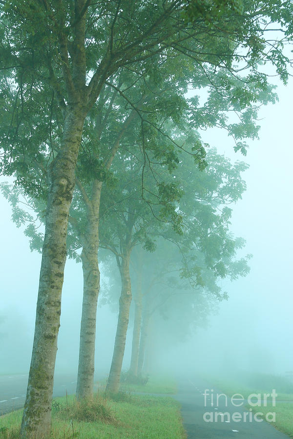Tree Photograph - Foggy morning atmosphere by LHJB Photography
