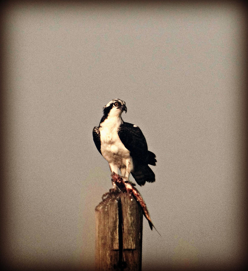 Bird Photograph - Foggy Morning Catch by Dark Whimsy