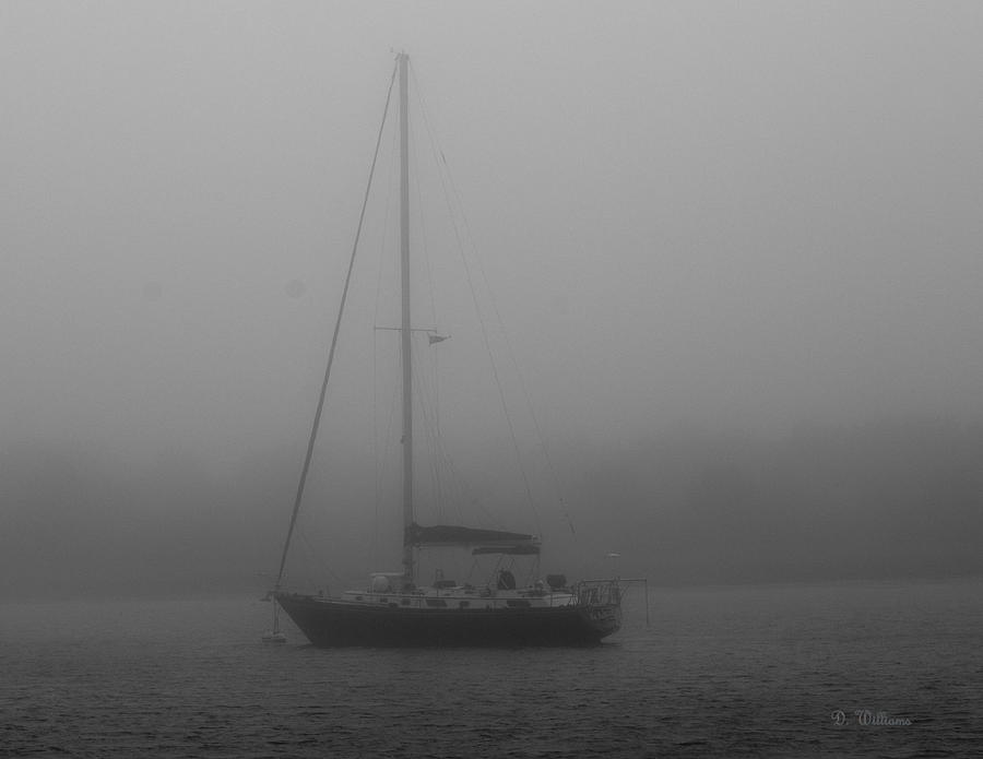 Foggy Morning Photograph by Dan Williams