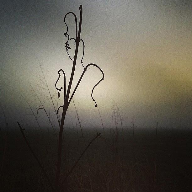 Foggy Morning Photograph by Jayme Godwin