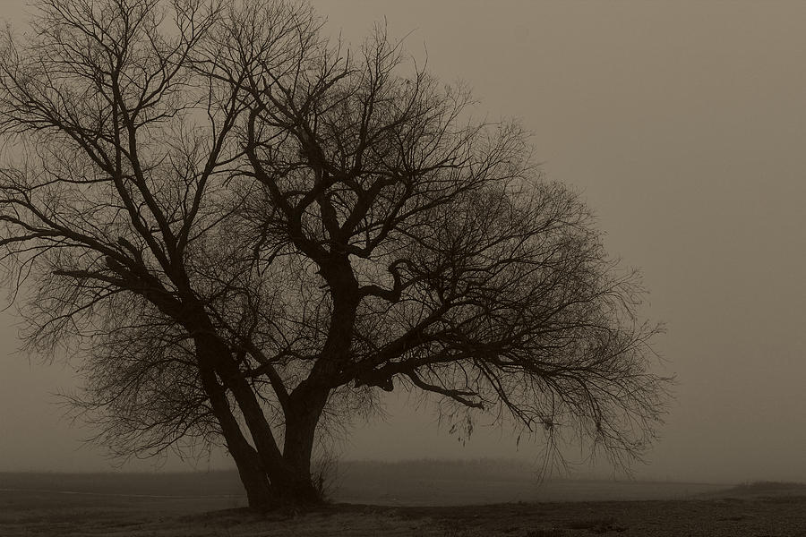 Foggy Morning Photograph by Jonathan Davison