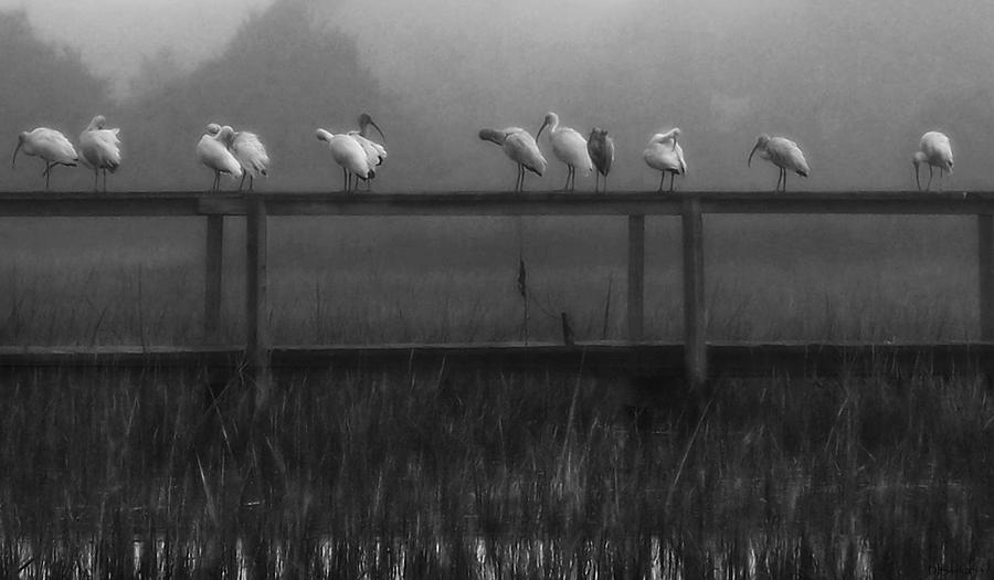 Foggy Morning Lineup Photograph by Deborah Smith