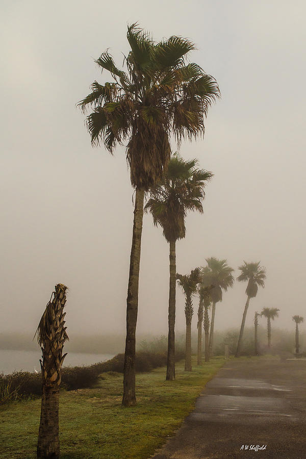 Nature Photograph - Foggy Morning on Galveston Island by Allen Sheffield